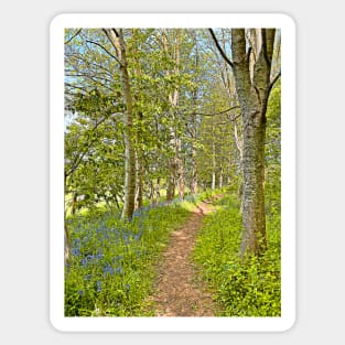 Cotswolds Bluebell Path Sticker